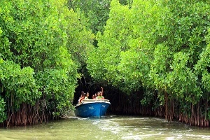 sundarban with river