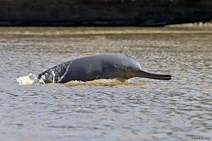 Sundarban dolphin