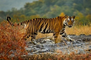 sundarban tiger